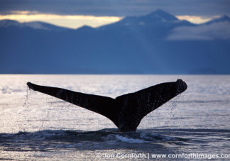 Humpback Whale Tail 21