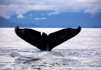 Humpback Whale Tail 37