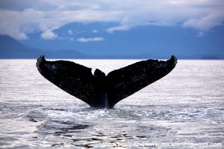 Humpback Whale Tail 37