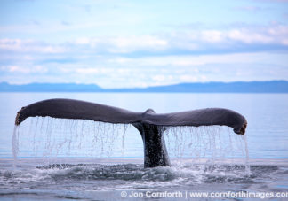 Humpback Whale Tail 48