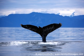 Humpback Whale Tail 52