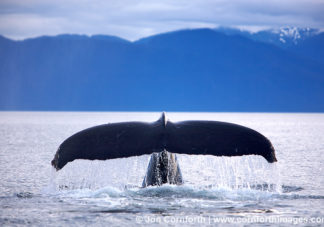Humpback Whale Tail 59