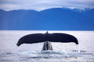 Humpback Whale Tail 59