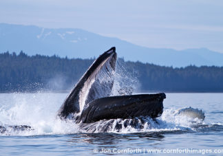 Humpback Whales Bubble Feeding 100