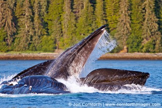 Humpback Whales Bubble Feeding 106