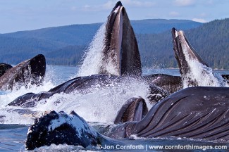 Humpback Whales Bubble Feeding 109