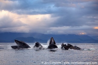 Humpback Whales Bubble Feeding 11