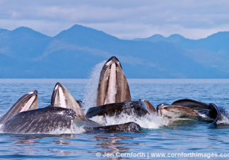 Humpback Whales Bubble Feeding 110