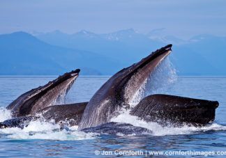 Humpback Whales Bubble Feeding 125