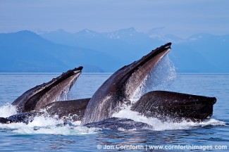 Humpback Whales Bubble Feeding 125