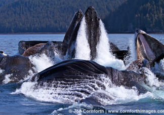 Humpback Whales Bubble Feeding 126