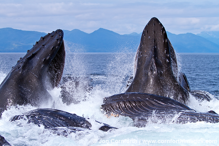 Humpback Whales Bubble Feeding 129