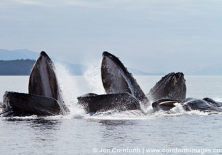 Humpback Whales Bubble Feeding 131