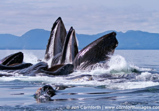 Humpback Whales Bubble Feeding 132