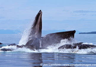 Humpback Whales Bubble Feeding 134