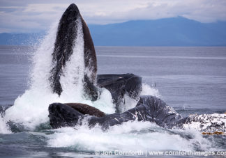 Humpback Whales Bubble Feeding 17