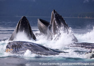 Humpback Whales Bubble Feeding 25