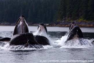 Humpback Whales Bubble Feeding 33