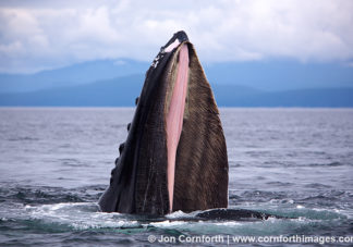 Humpback Whales Bubble Feeding 46