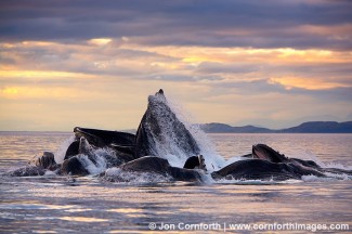 Humpback Whales Bubble Feeding 51