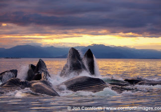 Humpback Whales Bubble Feeding 55