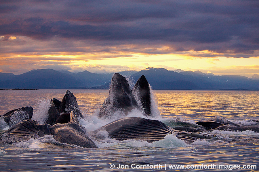Humpback Whales Bubble Feeding 55