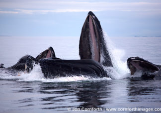 Humpback Whales Bubble Feeding 72