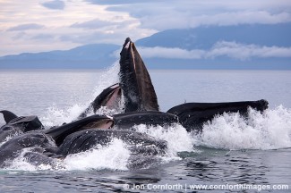 Humpback Whales Bubble Feeding 75