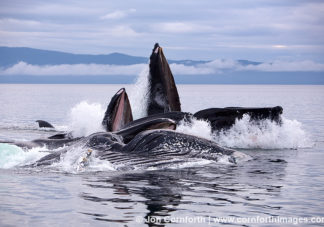Humpback Whales Bubble Feeding 78