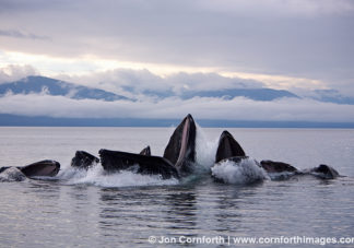Humpback Whales Bubble Feeding 88