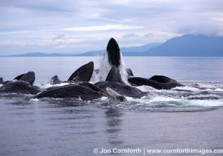Humpback Whales Bubble Feeding 93