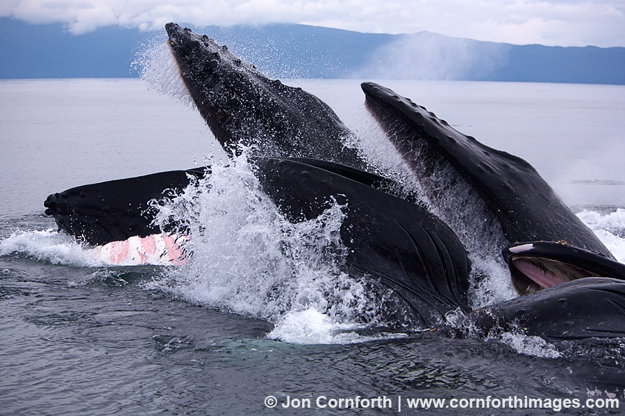 Humpback Whales Bubble Feeding 96