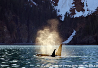 Kenai Orcas Blow 3