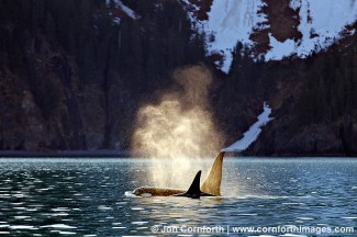 Kenai Orcas Blow 3