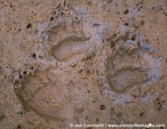 Khutzeymateen Brown Bear Tracks