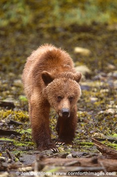 Khutzeymateen Brown Bear Walking