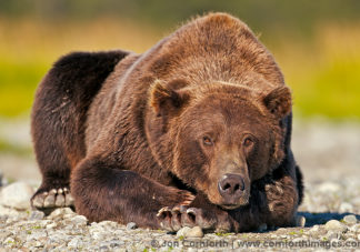 Kukak Brown Bear 1
