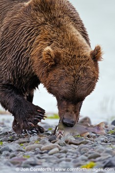 Kukak Brown Bear 24