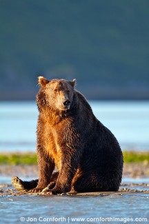 Kukak Brown Bear 34