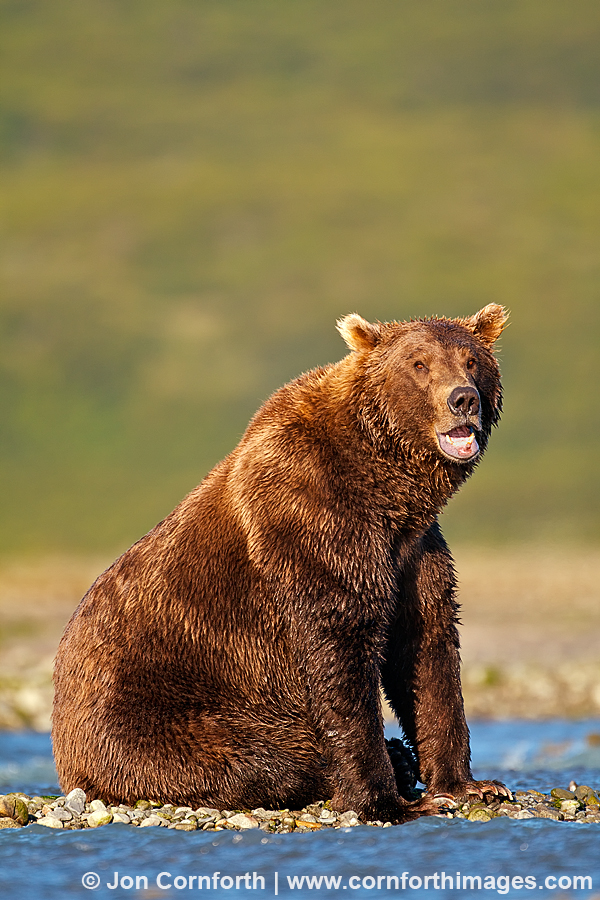 Kukak Brown Bear 39