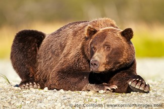 Kukak Brown Bear 46