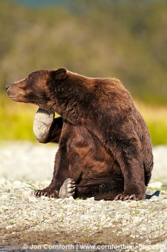 Kukak Brown Bear 49