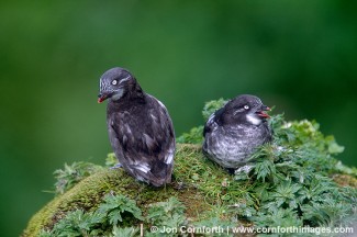 Least Auklet 4