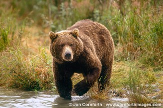 McNeil River Brown Bear 4