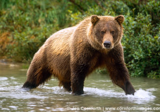 McNeil River Brown Bear 8