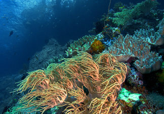 Misool Corals 3