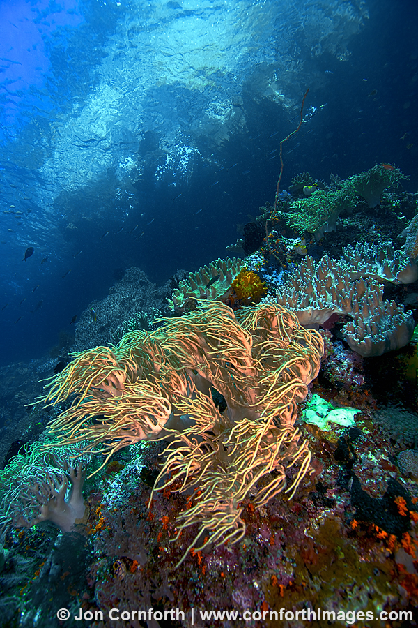 Misool Corals 3