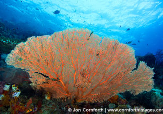 Misool Corals