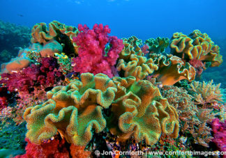 Misool Leather Corals 1