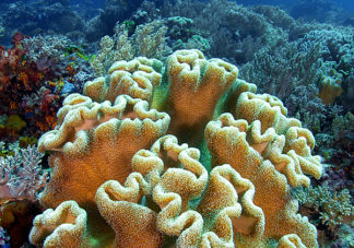 Misool Leather Corals 2